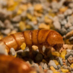 Mealworms Showing Potential for Plastic Waste Solution