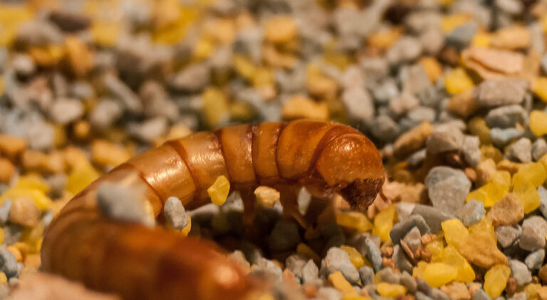 mealworms