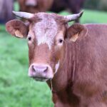 Beware! You will be Taxed if Your Cow Farts