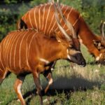 Camera Traps for elusive Mountain Bongo