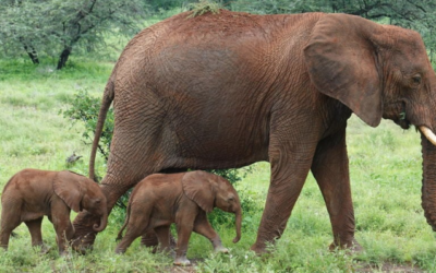 Kenya, a hotbed of Elephant twins