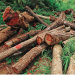Kenya Faces Acute Wood Shortage Amidst Alarming Deforestation Rates