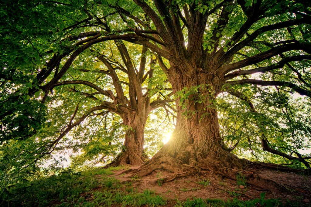 Kenya Targets Sh1 Billion for Carbon Offset Through Forest Conservation