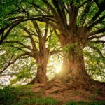 Kenya Targets Sh1 Billion for Carbon Offset Through Forest Conservation