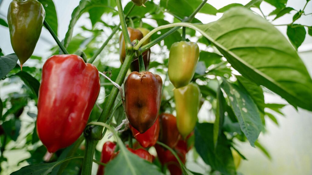 Kenya’s Civil Society Applauds Ban on GM Crops