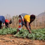Is Africa Food Sovereign?