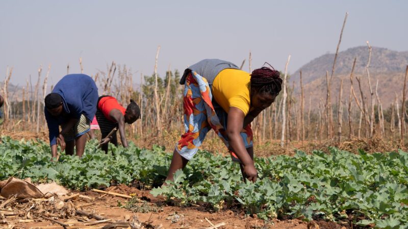 Is Africa Food Sovereign?