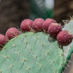 Women in Laikipia turn Pricky Cactus into a Fruity Wine and Biogas