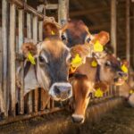 New Feed to Help Dairy Cows Reduce Methane Emission
