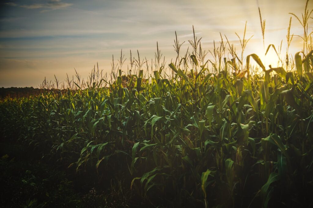 Nakuru Launches Climate-Smart Farming