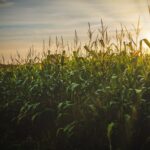 Nakuru Launches Climate-Smart Farming