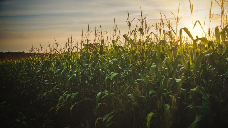 Nakuru Launches Climate-Smart Farming