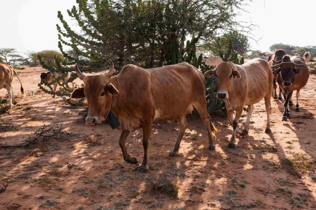 Scientists Turn Cow Waste into Ecofriendly Cellulose
