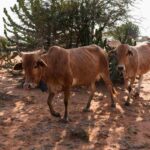 Scientists Turn Cow Waste into Ecofriendly Cellulose