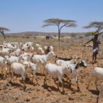 Inside the Battle for Carbon Credit Billions in Northern Kenya