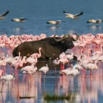 Flamingo Decline in Rift Valley Signals Urgent Climate Threat