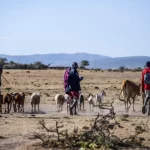 Northern Kenya Carbon Credit Project Suffers Another Setback