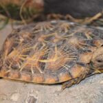 The True Guardians of Kenya’s Rare Pancake Tortoise
