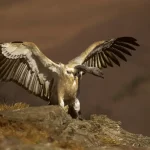 Conservation Efforts Brings 3 Threatened Species Closer to Recovery