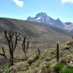 Mt Kenya Forest to Lose Half of Vegetation by 2040