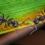 Four Jailed for Illegal Trafficking of Garden Ants