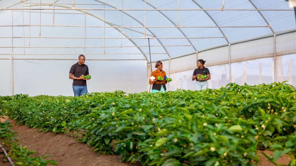 Revolutionizing Farming with Smart Solutions from Synnefa