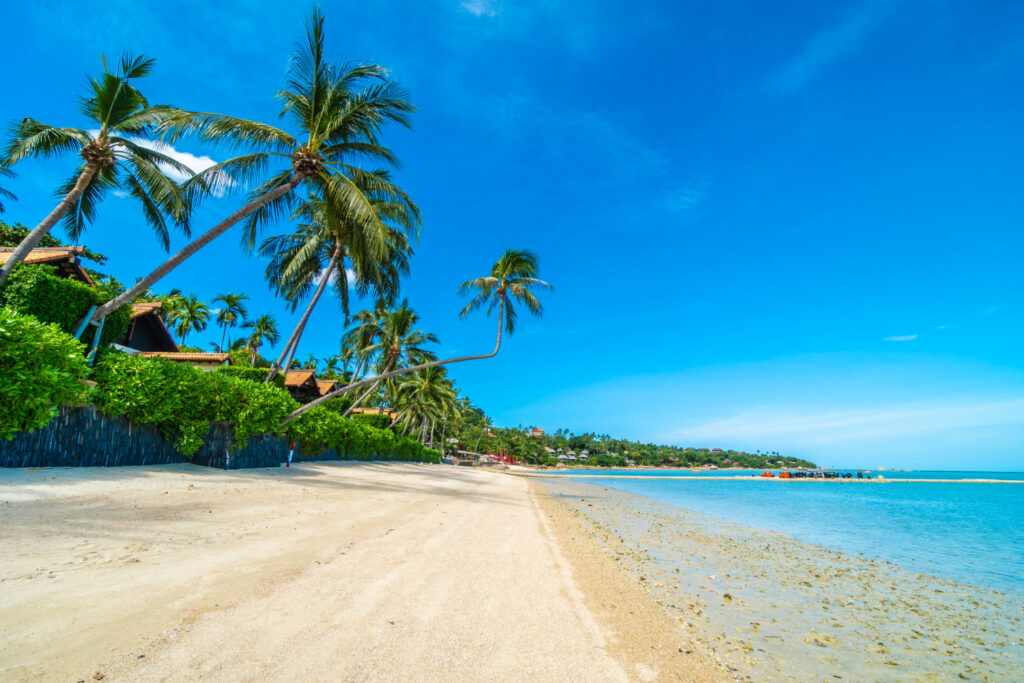 Coconut Trees Sustain Livelihoods and Culture at Kenyas Coastal Region