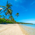 Coconut Trees Sustain Livelihoods and Culture at Kenyas Coastal Region