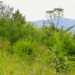Muumandu Forest’s Journey from Devastation to Restoration