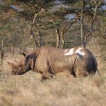 Kenya Boosts Rhino Conservation with Major Move to Segera Conservancy