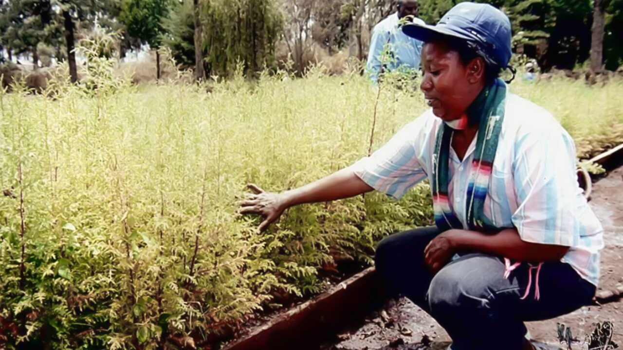 Two decades ago, Christine Wangari’s seedlings left Nakuru for Nairobi’s dusty lots. Today, her acacias, crotons, neem, and others help define what is today, the green city under the sun.