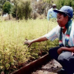 Meet the Woman who Painted Nairobi Green