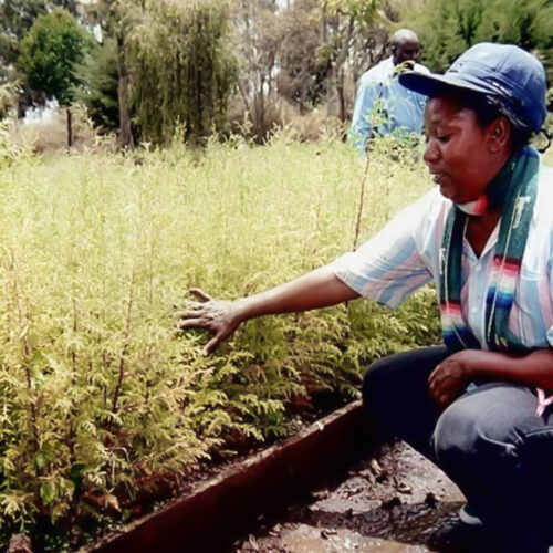 Two decades ago, Christine Wangari’s seedlings left Nakuru for Nairobi’s dusty lots. Today, her acacias, crotons, neem, and others help define what is today, the green city under the sun.