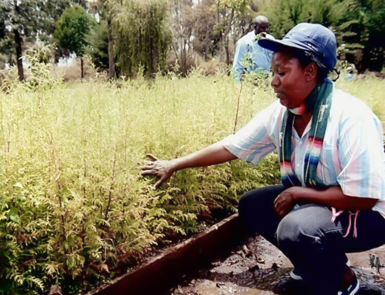 Two decades ago, Christine Wangari’s seedlings left Nakuru for Nairobi’s dusty lots. Today, her acacias, crotons, neem, and others help define what is today, the green city under the sun.