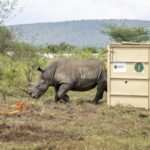 Africa’s Largest Rhino Translocation Flips the Continent’s Conservation Script