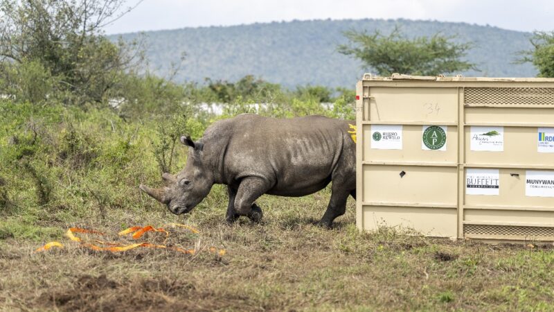 Africa’s Largest Rhino Translocation Flips the Continent’s Conservation Script