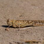 Climate Change Sparks Locust Surge Driving Massive Crop Losses in East Africa