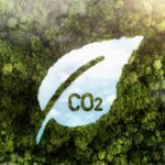 New Report Warns Carbon Markets Could Devastate Africa’s Climate Future