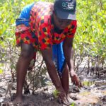 Kenya’s Mangrove Credits Restore Coasts and Revive Lives