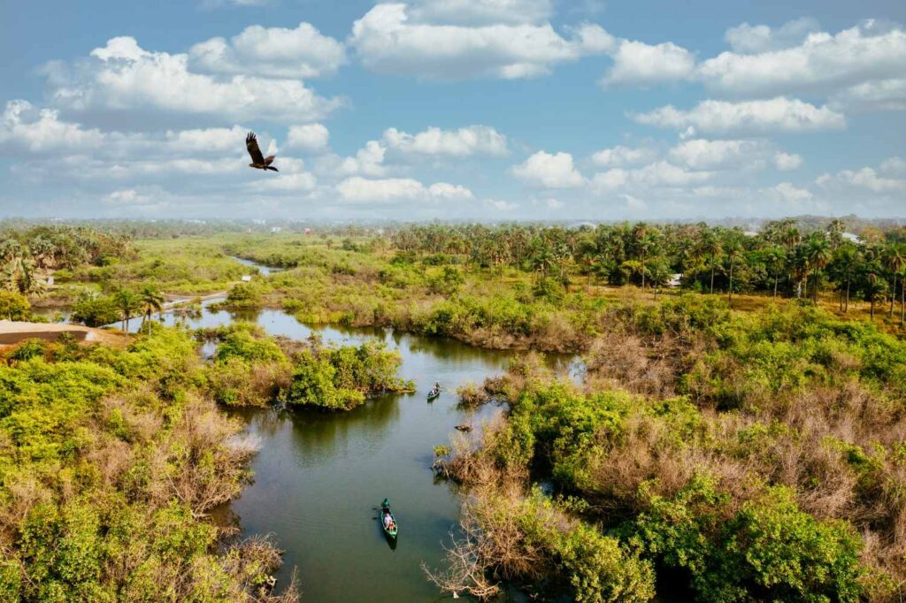 Wetlands, the Vanishing Lungs of Earth