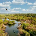 Wetlands, the Vanishing Lungs of Earth