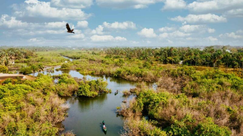Wetlands, the Vanishing Lungs of Earth