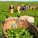 Murang’a Tea Factories Leading Climate Action Through Reforestation