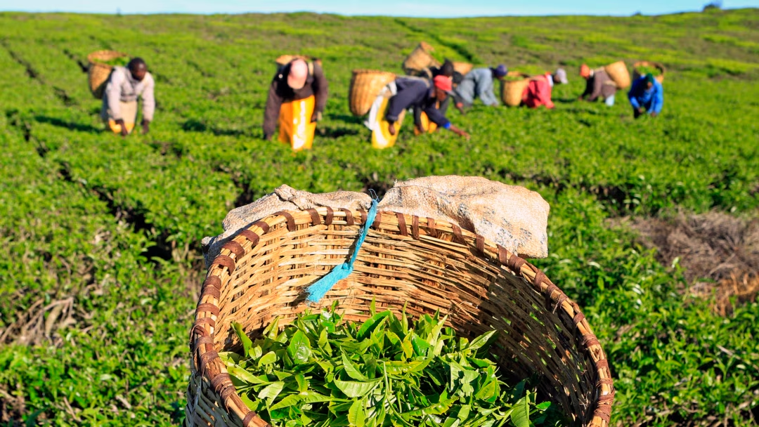 Murang’a Tea Factories Leading Climate Action Through Reforestation