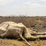 Drought Puts Food Energy and Water at Risk in Kenya and the Horn of Africa