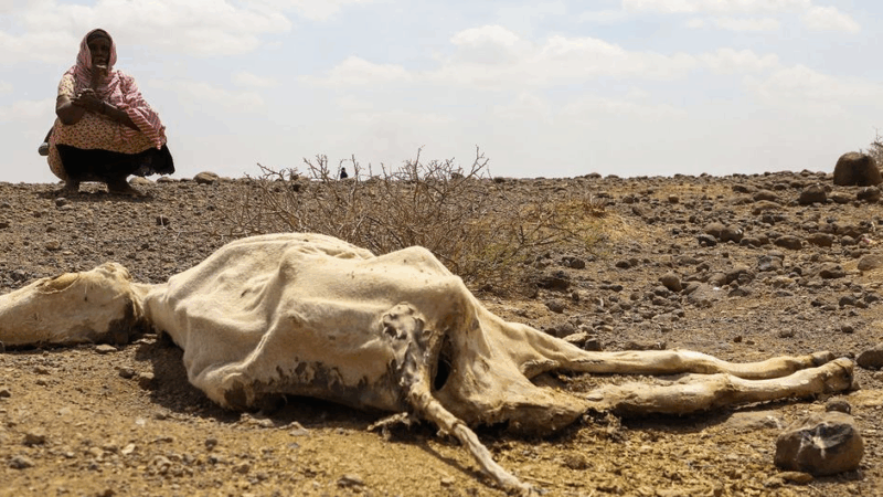 Drought Puts Food Energy and Water at Risk in Kenya and the Horn of Africa
