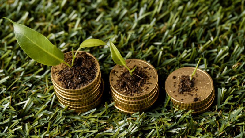 Carbon Credit Integrity in Kenya Under Questions