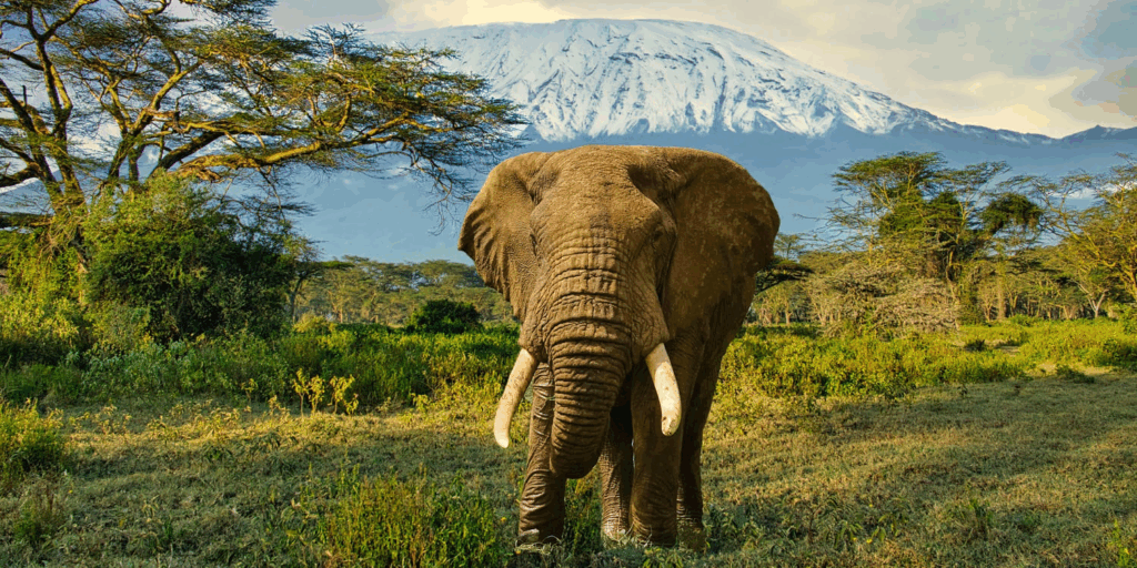 Amboseli National Park Hand Down