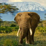 Amboseli National Park Hand Down