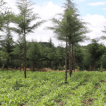 Kenya’s Forests and the Repackaged Shamba System